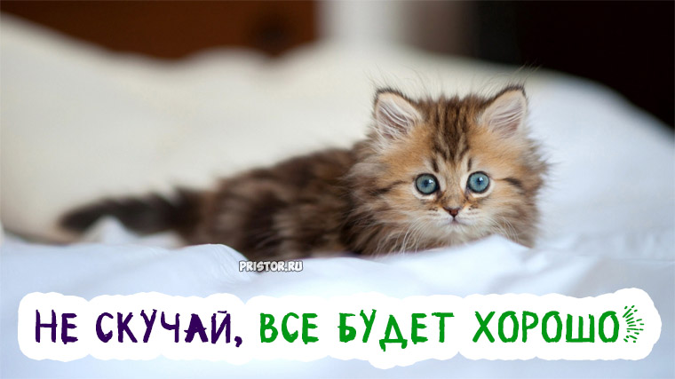 Веселые открытки с приколами не скучай скачать бесплатно.    