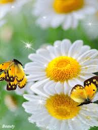 Мерцающие открытки с бабочками. Открытки с красивыми бабочками скачать беспла...