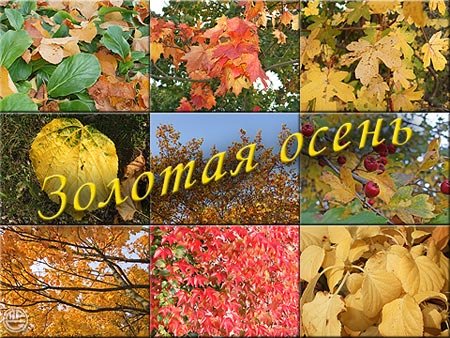 Чудесные открытки на тему Золотая Осень скачать бесплатно gif.