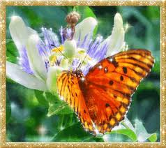 Мерцающие открытки с бабочками. Открытки с красивыми бабочками скачать беспла...