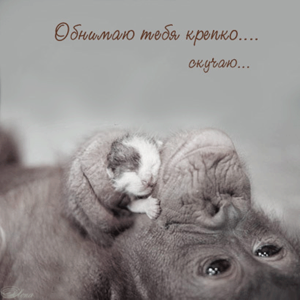 Открытки хочу тебя обнять. Открытки крепко обнимаю скачать бесплатно.