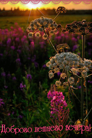 Открытки на тему осени скачать бесплатно. Анимационные открытки про лето.