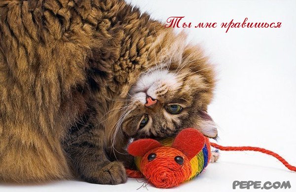 Красивые открытки ты мне нравишься с признаниями. Скачать бесплатно открытки ...