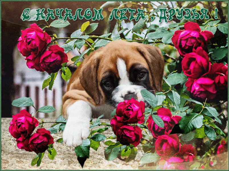 Открытки на тему осени скачать бесплатно. Анимационные открытки про лето.