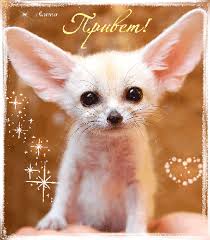 Красивые анимационные открытки с различными приветствиями скачать бесплатно.