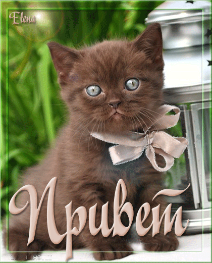 Красивые анимационные открытки с различными приветствиями скачать бесплатно.