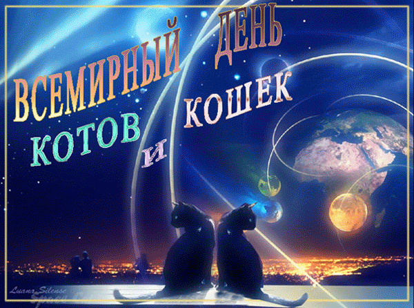 Скачать бесплатно прикольные открытки с днем кошек. Открытки с днем кошек gif.