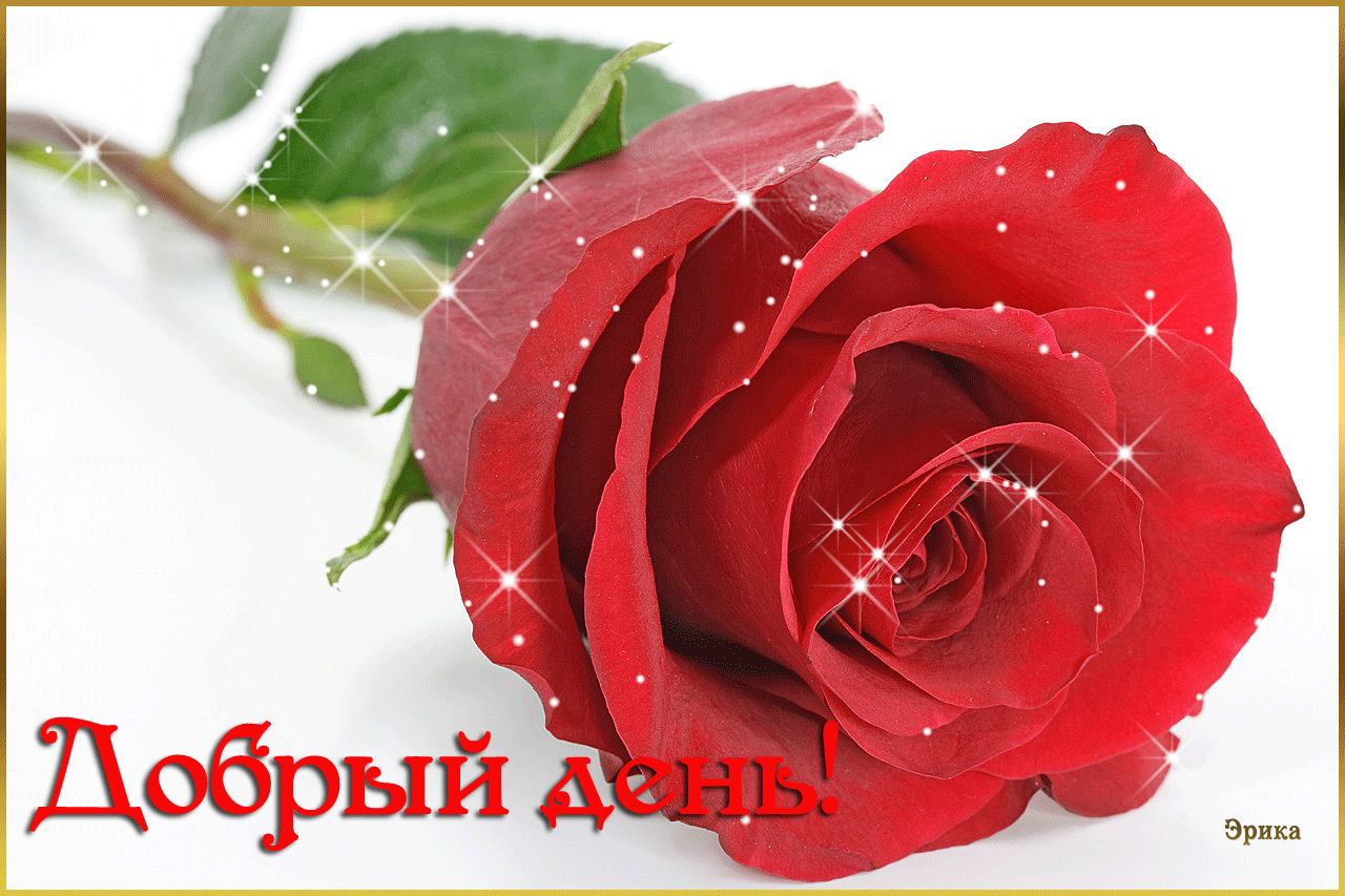 Мир открыток доброго дня. Добрый день картинки. Розы удачного дня. Открытки с добрым днём. Хорошего дня розы.