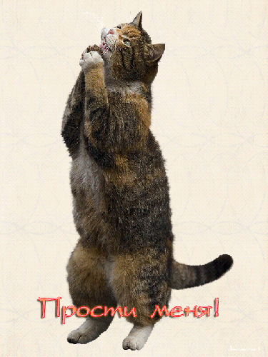 Красивые открытки с извинениями скачать бесплатно. Открытки прости меня gif.