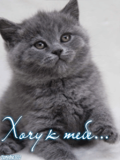 Анимационные открытки хочу к тебе. Мерцающие картинки хочу к тебе.