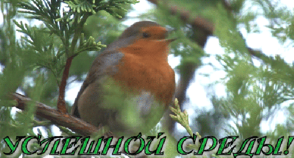 Открытки с пожеланиями отличной среды. Красивые открытки на среду.