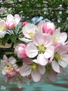 Красивые мерцающие открытки на весеннюю тематику. Скачать бесплатно открытки ...