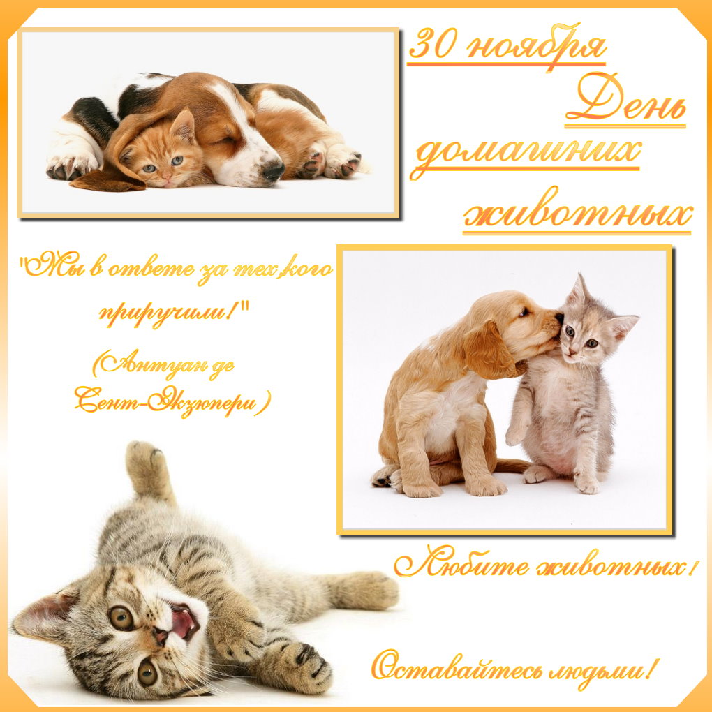 Добрые открытки на Всемирный день домашних животных скачать бесплатно.