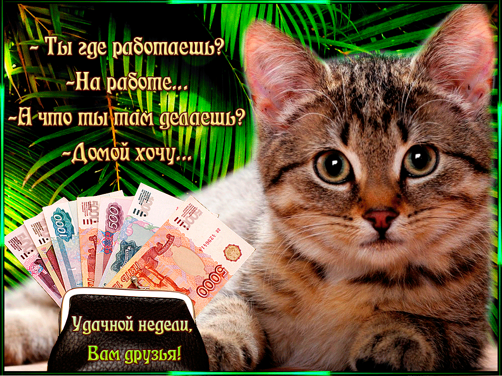Забавные открытки с пожеланиями удачной недели. Открытки удачной недели скача...