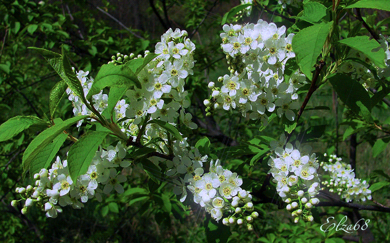 Красивые мерцающие открытки на весеннюю тематику. Скачать бесплатно открытки ...