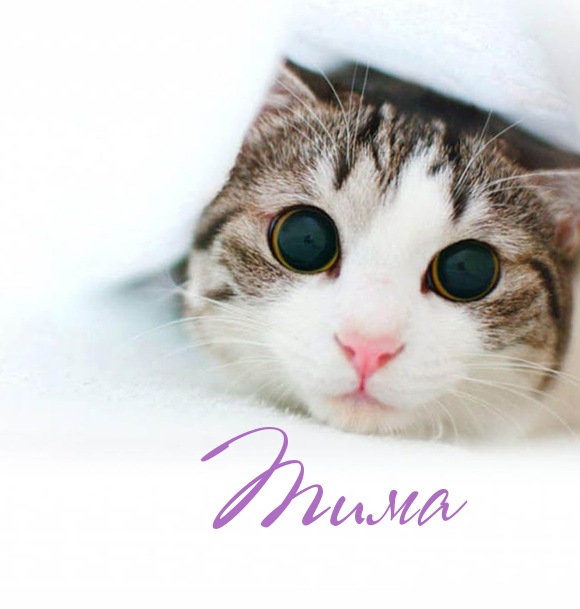 Анимационные открытки с именем Тимофей. Открытки с мужскими именами с поздрав...