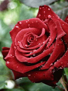 Открытки с цветами скачать бесплатно. Открытки с цветами на день рождения. 