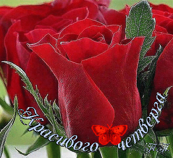 Анимационные открытки доброго утра и отличного четверга скачать бесплатно.