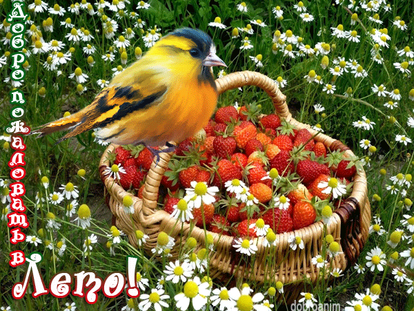 Открытки с первым днем лета скачать бесплатно. Поздравления с началом лета.