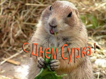 Веселые открытки с приколами на день сурка скачать бесплатно