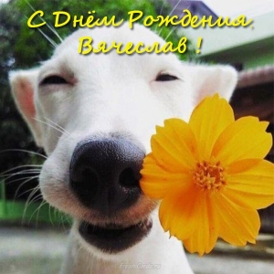 Открытки с именем Вячеслав скачать бесплатно. Открытки с днём рождения Слава. 