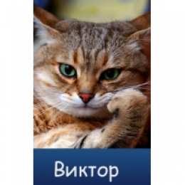 Открытки с именем Виктор Скачать открытки с именем Витя. Открытки с днём рождения Виктору.