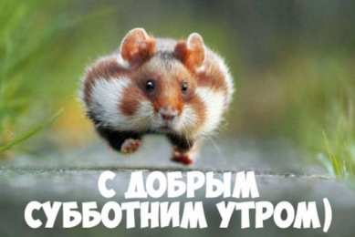 Открытки на субботу Интересные открытки на субботу. Веселые открытки на выходные.