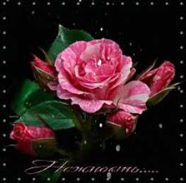 Открытки с цветами Открытки с полевыми цветами. Красивые открытки с цветами с пожеланиями. 