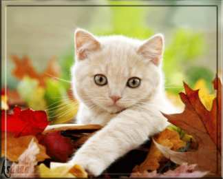 Открытки жду тебя Открытки я жду тебя gif. Открытки возвращайся скорее скачать бесплатно.