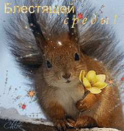 Открытки на среду Открытки с пожеланиями отличной среды. Красивые открытки на среду.