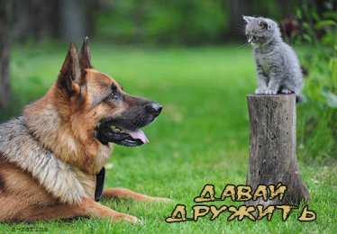 Открытки давай дружить Красивые анимационные открытки давай дружить скачать бесплатно.