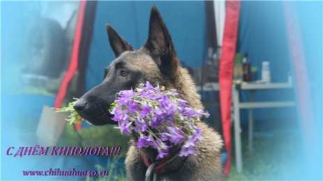 Открытки с днем кинолога Открытки с пожеланиями на день кинолога скачать бесплатно.    