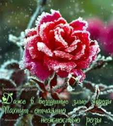 Открытки с цветами Открытки с полевыми цветами. Красивые открытки с цветами с пожеланиями. 