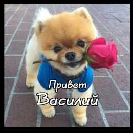 Открытки с именем Василий Анимационные открытки с именем Василий. Открытки с днём рождения Вася.