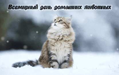 Открытки на Всемирный день домашних животных Добрые открытки на Всемирный день домашних животных скачать бесплатно.