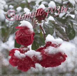 Открытки с цветами Красивые анимационные открытки с цветами на любой вкус бесплатно.