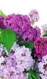 Открытки с цветами Открытки с полевыми цветами. Красивые открытки с цветами с пожеланиями. 