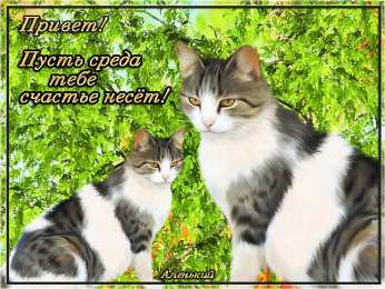 Открытки на среду Открытки с пожеланиями отличной среды. Красивые открытки на среду.