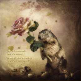 Открытки с днем сурка Веселые открытки с приколами на день сурка скачать бесплатно