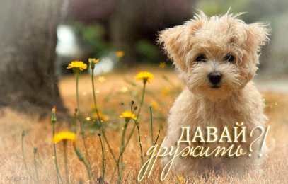 Открытки давай дружить Красивые анимационные открытки давай дружить скачать бесплатно.