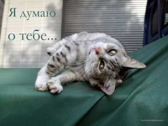 Открытки думаю о тебе Анимационные открытки с признаниями. Открытки думаю о тебе gif.