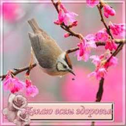 Открытки желаю здоровья Открытки с пожеланиями крепкого здоровья скачать бесплатно. 