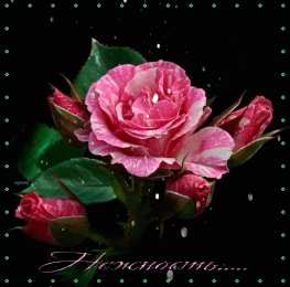 Открытки с цветами Красивые анимационные открытки с цветами на любой вкус бесплатно.