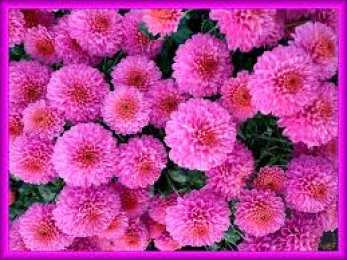 Открытки с цветами Открытки с цветами на день рождения. Картинки с букетом цветов. 