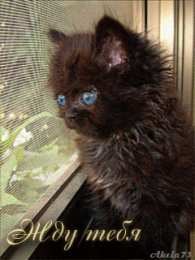 Открытки жду тебя Открытки я жду тебя gif. Открытки возвращайся скорее скачать бесплатно.