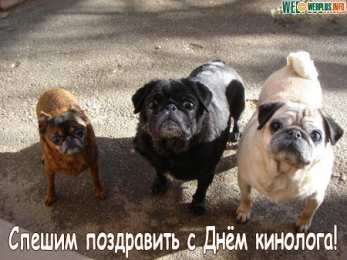 Открытки с днем кинолога Открытки с пожеланиями на день кинолога скачать бесплатно.    