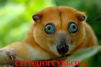 Открытки на субботу Интересные открытки на субботу. Веселые открытки на выходные.