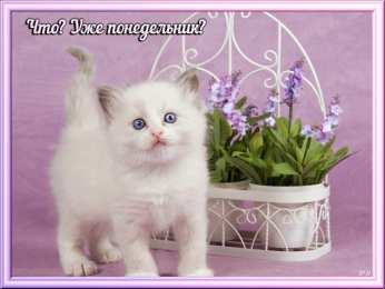 Открытки на понедельник Открытки с пожеланиями легкого понедельника скачать бесплатно.