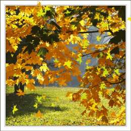 Открытки Золотая Осень  Чудесные открытки на тему Золотая Осень скачать бесплатно gif.