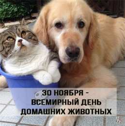Открытки на Всемирный день домашних животных Добрые открытки на Всемирный день домашних животных скачать бесплатно.